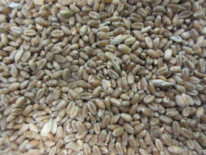 Pšenice 1kg